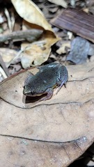 Elachistocleis bicolor