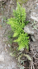 Polypodium californicum