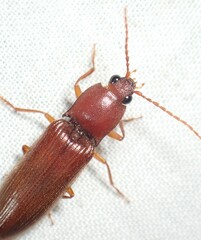 Hemicrepidius melanophthalmus
