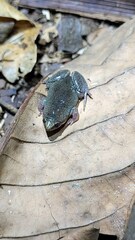 Elachistocleis bicolor