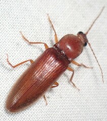Hemicrepidius melanophthalmus
