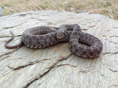 Hemorrhois hippocrepis