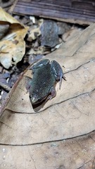 Elachistocleis bicolor