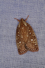 Euchaetis metallota