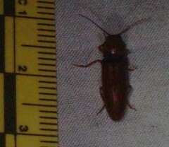 Hemicrepidius melanophthalmus