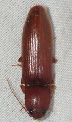 Hemicrepidius melanophthalmus