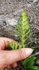 Polypodium californicum