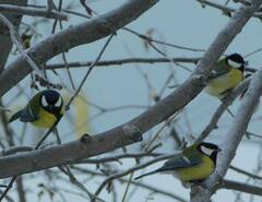 Parus major