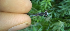 Pseudagrion kersteni