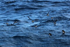 Oceanites oceanicus