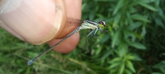 Pseudagrion kersteni