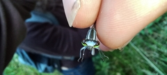 Pseudagrion kersteni