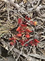 Trianthema portulacastrum