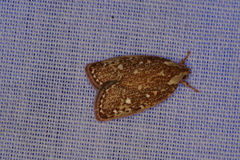 Euchaetis metallota