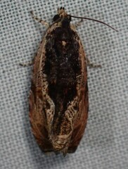 Olethreutes nigranum