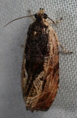 Olethreutes nigranum