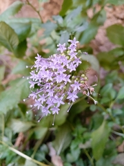 Trachelium caeruleum