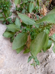 Trachelium caeruleum