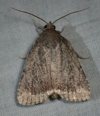 Amphipyra glabella