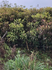 Miconia robinsoniana
