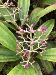 Miconia robinsoniana