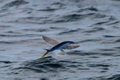 Cheilopogon melanurus