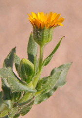 Calendula arvensis