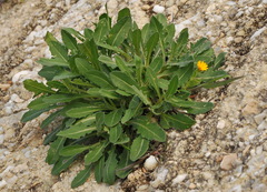 Calendula arvensis