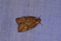 Euchaetis metallota