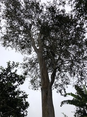 Psidium galapageium