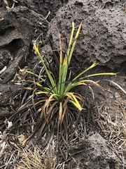 Lithophila radicata