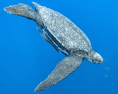 Dermochelys coriacea