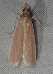 Peoria gematella