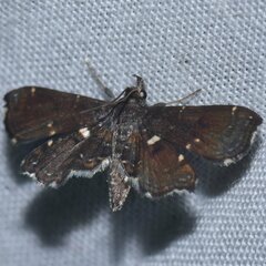 Undulambia polystichalis