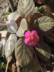 Episcia