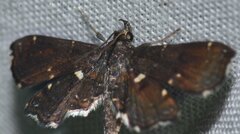 Undulambia polystichalis