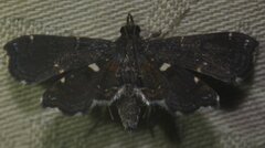 Undulambia polystichalis