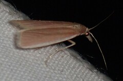 Peoria gematella