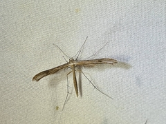 Pterophoridae