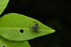 Thiania