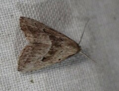 Hypenodes fractilinea