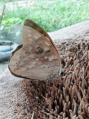 Archaeoprepona demophoon