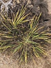 Lithophila radicata