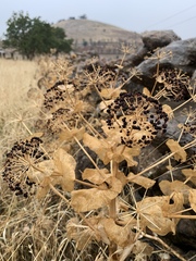 Smyrnium cordifolium
