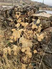 Smyrnium cordifolium