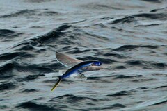 Cheilopogon melanurus