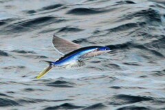 Cheilopogon melanurus