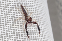 Indopadilla insularis