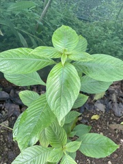 Palicourea tomentosa