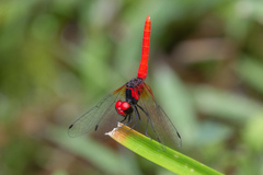 Nannophya pygmaea